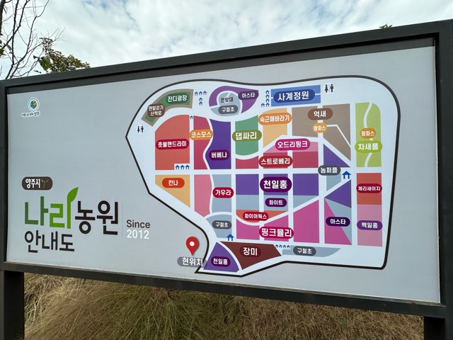양주 나리농원에 다녀왔다.(10월 20일까지 행사중!)