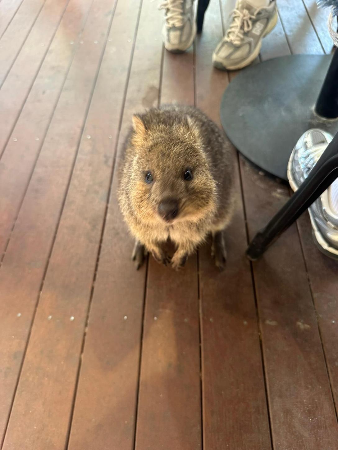 로트네스트섬의 쿼카