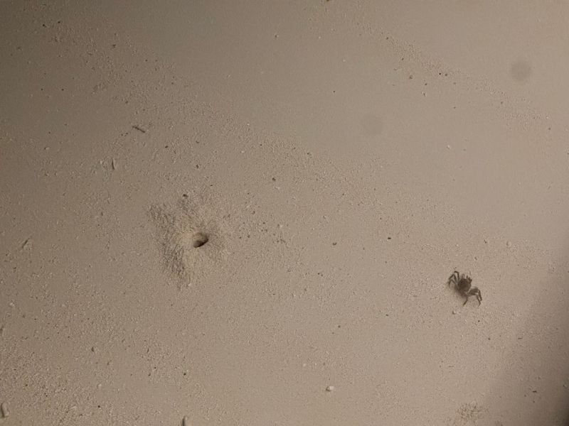 몰디브 밤에 본 게